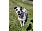 Adopt Khloe a White Mixed Breed (Medium) / Mixed dog in Woodstock, IL (38941509)