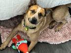 Adopt Woody a Red/Golden/Orange/Chestnut Australian Cattle Dog / Mixed dog in