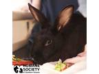 Adopt CAMO a Black Other/Unknown / Mixed (short coat) rabbit in Tucson