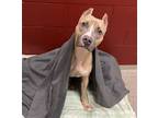 Adopt Key Lime Pie a Tan/Yellow/Fawn American Pit Bull Terrier / Mixed dog in