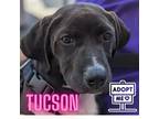 Adopt Tucson a Black American Pit Bull Terrier / Mixed dog in Belleville