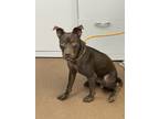 Adopt Fudge a Brown/Chocolate American Pit Bull Terrier / Mixed dog in Winfield