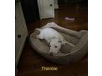 Adopt Thimbleweed (8wo, 12lbs) a Bull Terrier / Mixed dog in Hinton