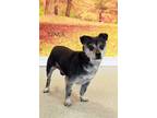 Adopt Linus a Black - with Gray or Silver Pug / Mixed dog in Cottageville