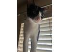 Adopt Natalia a Domestic Shorthair / Mixed (short coat) cat in Phoenix