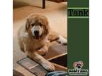 Adopt Tank (Courtesy Post) a White Newfoundland / Great Pyrenees dog in Council