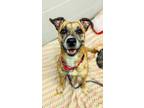 Adopt Gretta a Tan/Yellow/Fawn Mixed Breed (Medium) / Mixed dog in Cincinnati