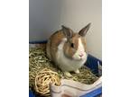 Adopt BB a Orange Netherland Dwarf / American / Mixed rabbit in Chicago