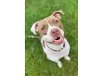 Adopt Remy (Poppy) a White - with Brown or Chocolate Pit Bull Terrier dog in