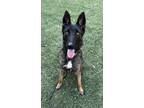 Adopt Kylo [fka Bosco] - Located in CA a Belgian Malinois dog in Imlay City