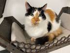Adopt Peah a Orange or Red Domestic Longhair / Domestic Shorthair / Mixed cat in