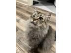 Adopt Flower a Brown Tabby Maine Coon (long coat) cat in Mount Airy