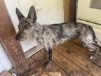 Adopt Apollo a Gray/Blue/Silver/Salt & Pepper German Shepherd Dog / Catahoula