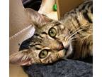 Adopt Mason a Brown Tabby Domestic Shorthair / Mixed (short coat) cat in