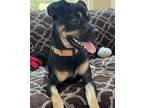 Adopt Georgie a Black - with Brown, Red, Golden, Orange or Chestnut Manchester