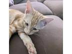 Adopt Felicia’s Tangerine a Orange or Red Domestic Shorthair / Mixed (short