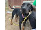 Adopt Porkchop (Main Campus) a Black Black and Tan Coonhound / Mixed dog in