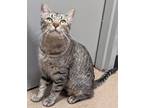 Adopt Ophelia a Brown or Chocolate Domestic Shorthair / Domestic Shorthair /
