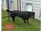 Adopt Ellie a Black - with Brown, Red, Golden, Orange or Chestnut Rottweiler /
