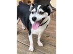 Adopt Dylan a Black - with White Rat Terrier / Mixed Breed (Medium) dog in