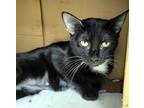 Adopt Maura a All Black Domestic Shorthair / Domestic Shorthair / Mixed cat in