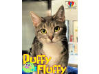 Adopt Puffy Fluffy a Gray or Blue Domestic Shorthair / Domestic Shorthair /