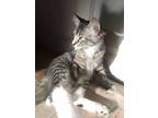 Adopt Boogie Board a Brown Tabby Domestic Mediumhair / Mixed (long coat) cat in