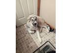 Adopt Athena a Tan/Yellow/Fawn Alaskan Malamute / Great Pyrenees dog in Jackson