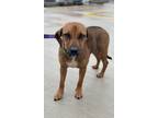 Adopt Patrick a Beagle / Hound (Unknown Type) dog in Jackson, GA (38949746)