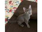 Adopt Ryan #shoulder-rider a Gray or Blue Russian Blue / Mixed (short coat) cat