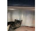 Adopt Wile a Brown or Chocolate Domestic Shorthair / Domestic Shorthair / Mixed