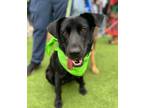 Adopt Lulu 2 a Black Mixed Breed (Medium) dog in San Diego, CA (38937965)