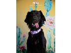 Adopt Micah a Black Curly-Coated Retriever dog in Littleton, CO (39038466)