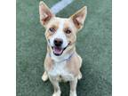 Adopt Pistachio a Tan/Yellow/Fawn Mixed Breed (Medium) / Mixed dog in Memphis