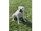 Adopt Queen a White Boxer / American Staffordshire Terrier / Mixed dog in Fort