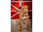 Adopt Kenbo a Brown/Chocolate Mixed Breed (Large) / Mixed dog in Anderson