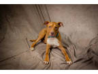 Adopt Finn*-ASK ABOUT ME, I AM IN A FOSTER a Red/Golden/Orange/Chestnut Mixed