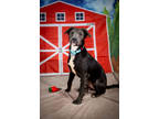 Adopt Lilly-ASK ABOUT ME, I AM IN A FOSTER HOME a Gray/Blue/Silver/Salt & Pepper