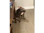 Adopt Taffy a Gray/Blue/Silver/Salt & Pepper Mixed Breed (Large) / Mixed dog in