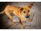 Adopt Link* a Brown/Chocolate Shepherd (Unknown Type) / Mixed dog in Anderson
