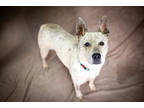 Adopt Kirby* a White Australian Cattle Dog / Mixed dog in Anderson