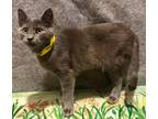 Adopt Saleena a Gray or Blue Domestic Shorthair / Domestic Shorthair / Mixed