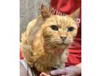 Adopt Arturo a Orange or Red Domestic Longhair / Domestic Shorthair / Mixed cat