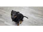 Adopt Sally Jessie Raphael a Black Doberman Pinscher / Mixed dog in Shelby