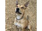 Adopt Randi a Tan/Yellow/Fawn Mixed Breed (Medium) / Mixed dog in Carrollton