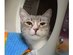 Adopt Marshmellow a Gray or Blue Domestic Shorthair / Domestic Shorthair / Mixed
