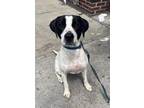 Adopt Mocha a White - with Black English Pointer / Mixed dog in Norwalk