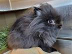 Adopt Corona a Black Lionhead / Mixed rabbit in Millersville, MD (39071555)