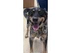 Adopt F23 LG 1018 Davey a Black Australian Cattle Dog / Mixed dog in La Grange