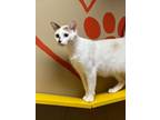 Adopt Saylor a White Domestic Shorthair / Domestic Shorthair / Mixed cat in